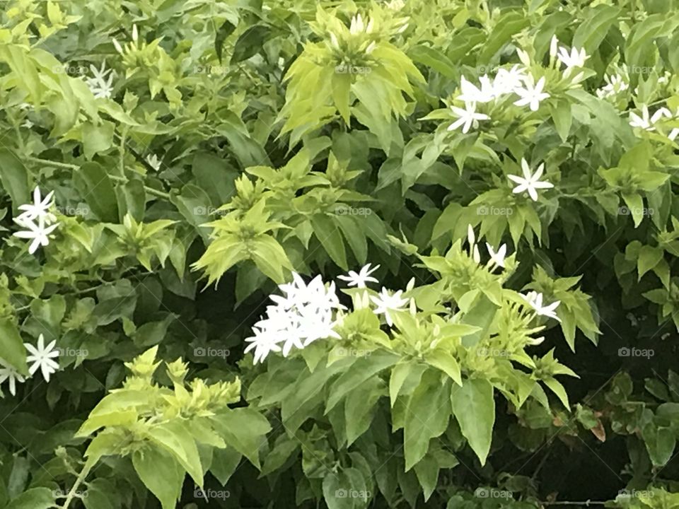 White flowers on a bunch of leaves 