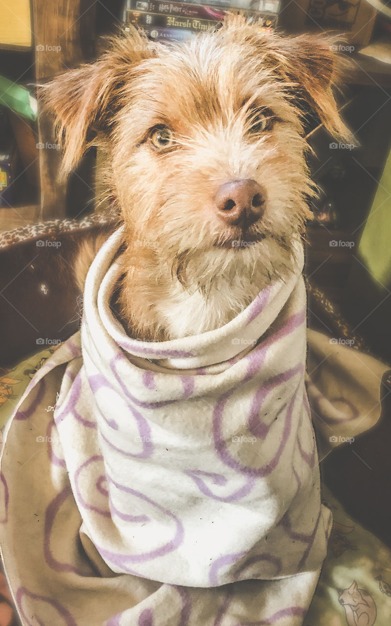 This puppy is wrapped up warm in a blanket after coming in from the cold and wet