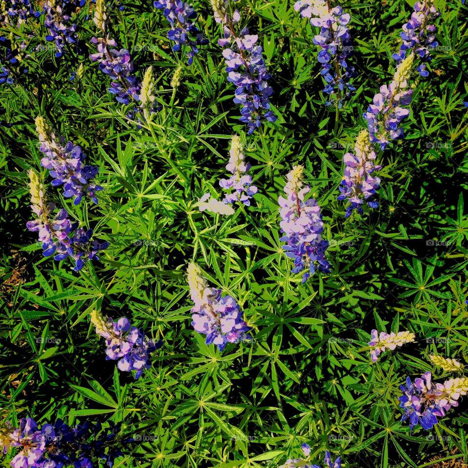 Purple lupine 