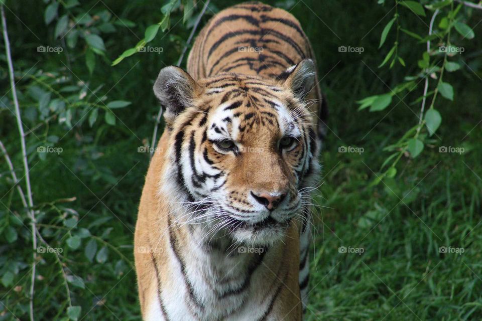 Beautiful female tiger being her majestic self.