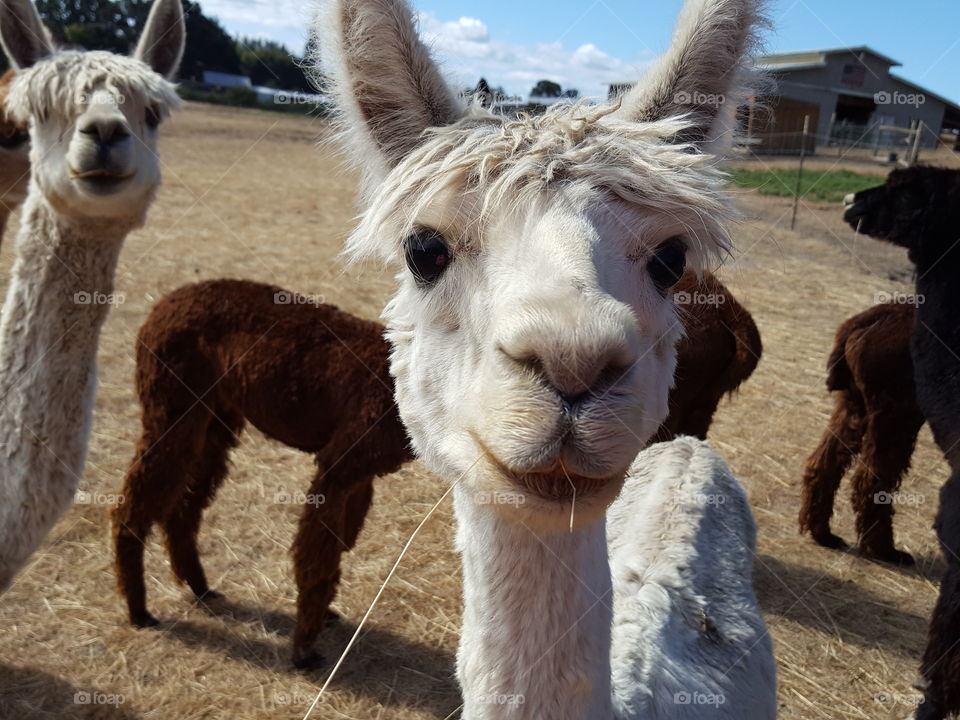 Close-up of white alpacas