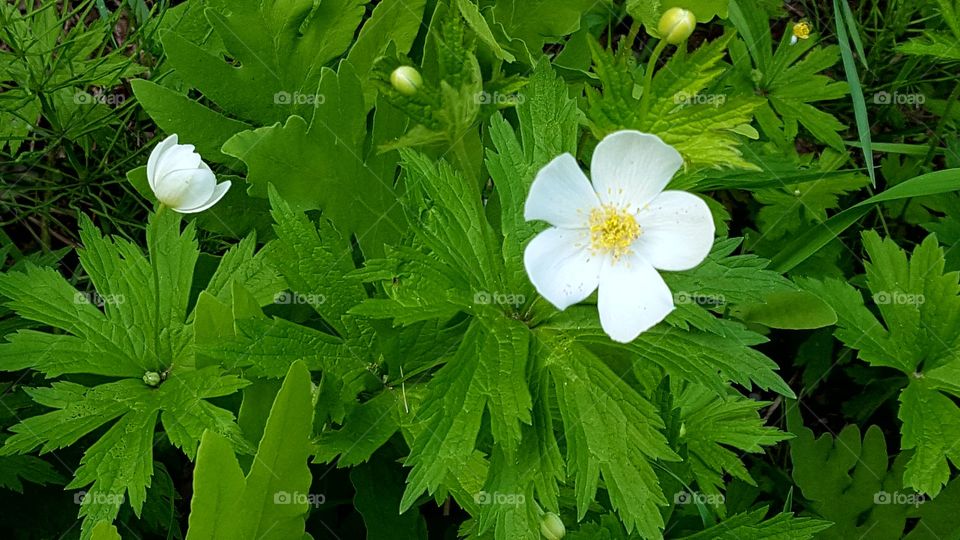 Canada Anemone