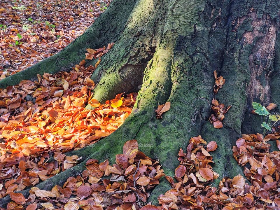 Big feet in autumn