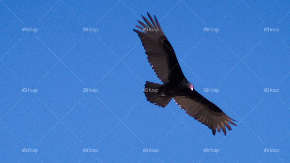 turkey buzzard flight soar wings bird sky blue silhouette red beak black feathers hovering desert arid Arizona Sonora