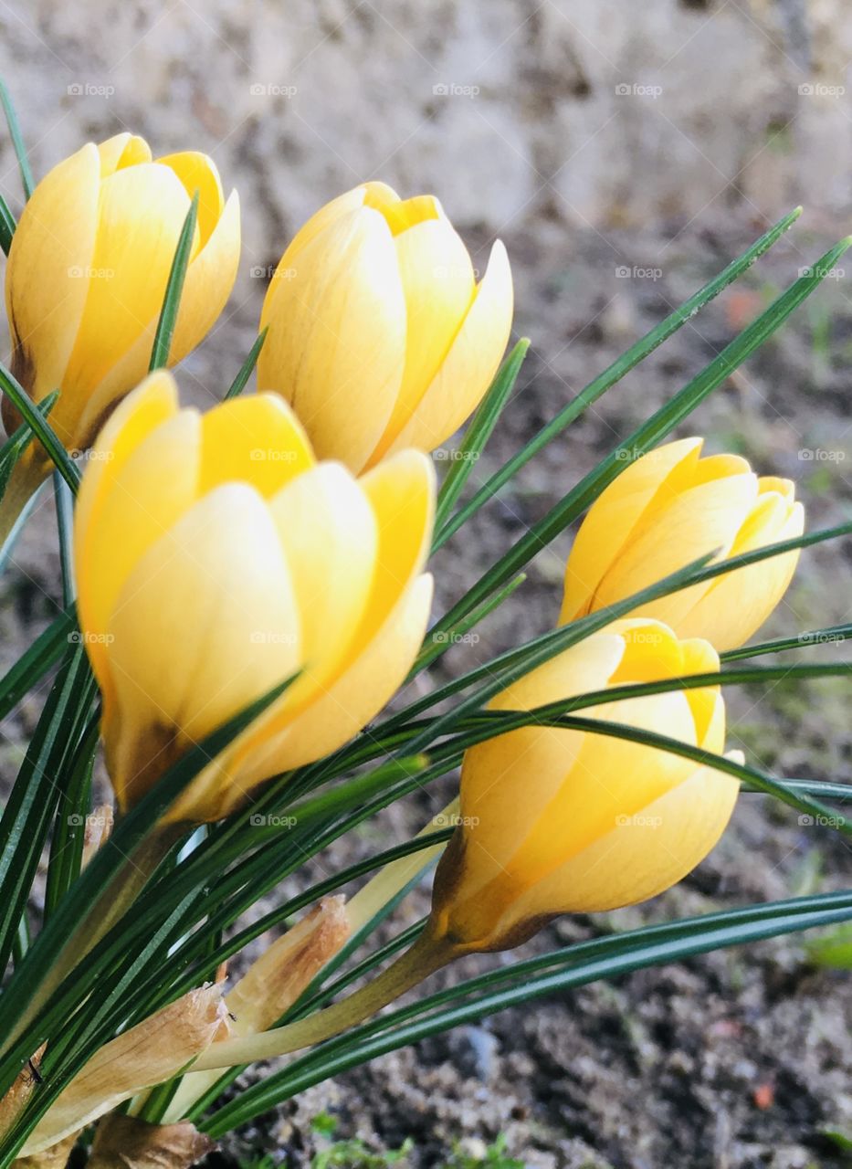 Crocus