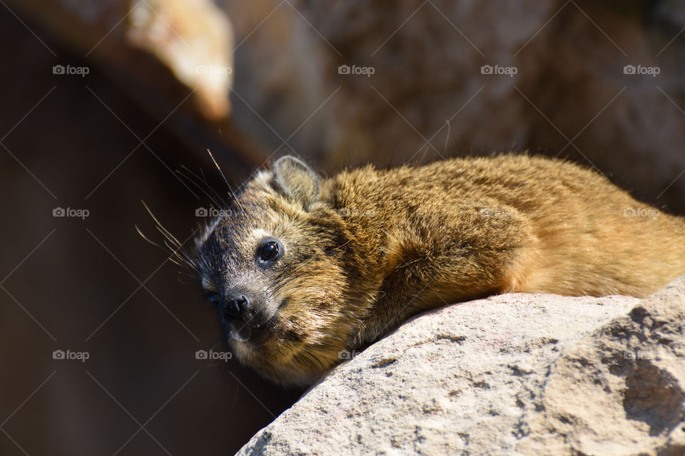 Rock Hyrax Relaxing On Sandstone (Procavia capensis), Mossel Bay, South Africa