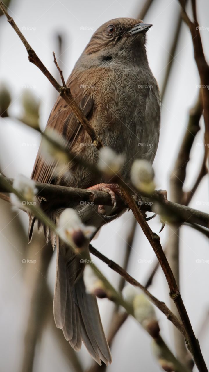 Dunnock :) model 