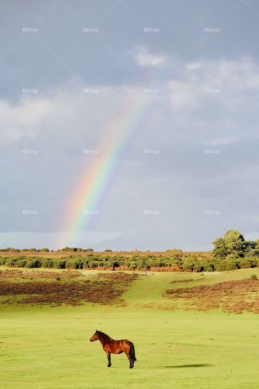 Wild horse in the meadow with rainbow 