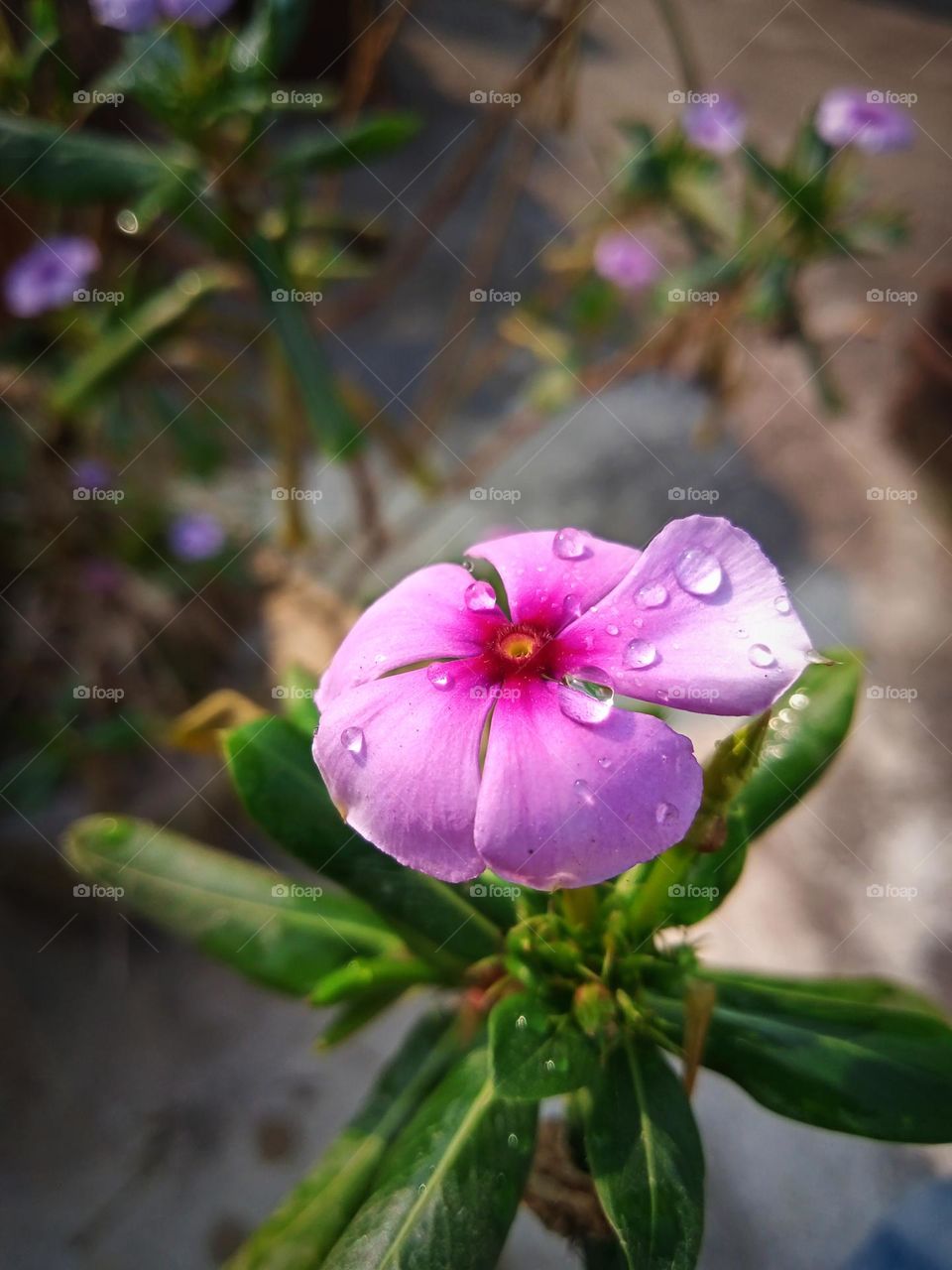 beautiful water drops on Madagascar Periwinkle flower