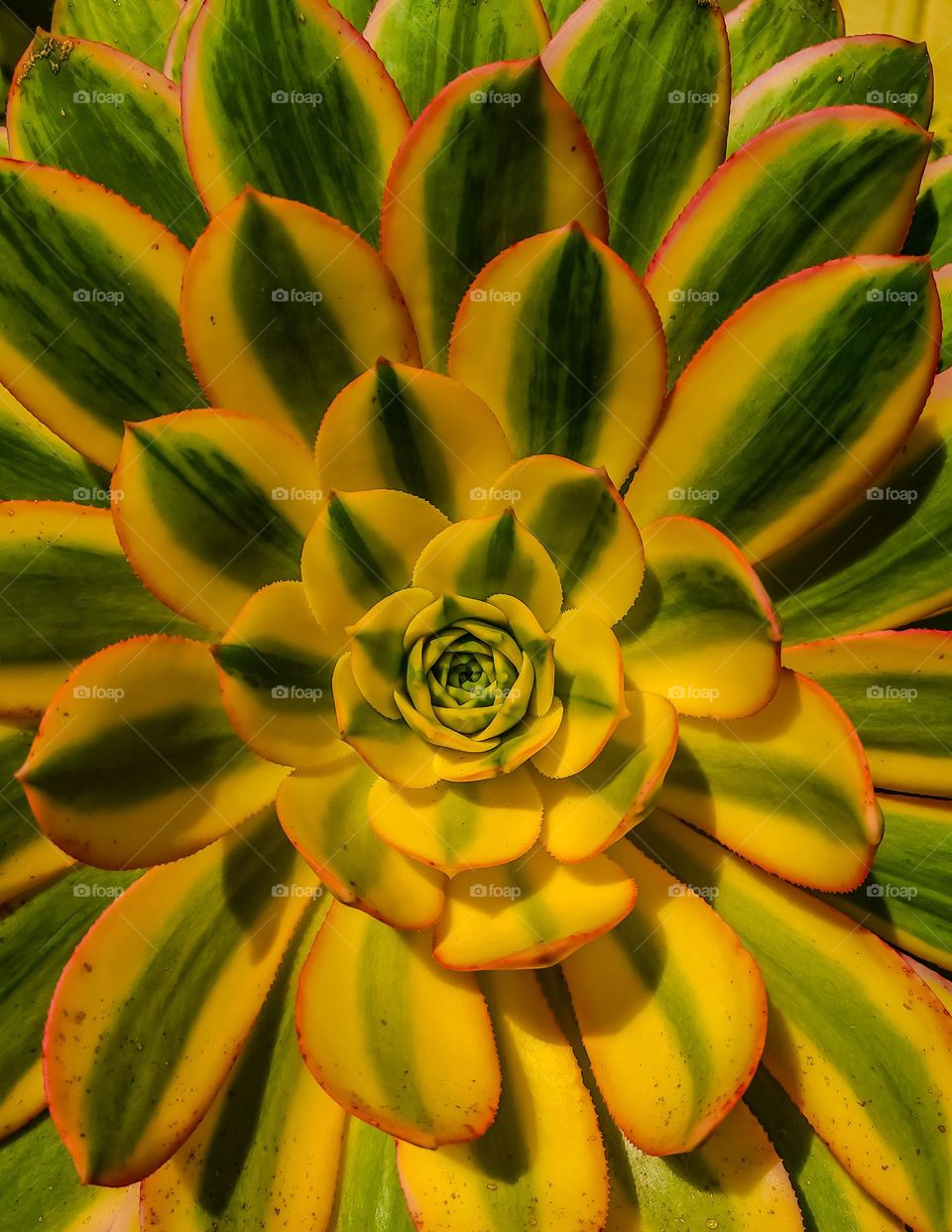 Stunningly beautiful succulent plant basking in the morning glow of spring 