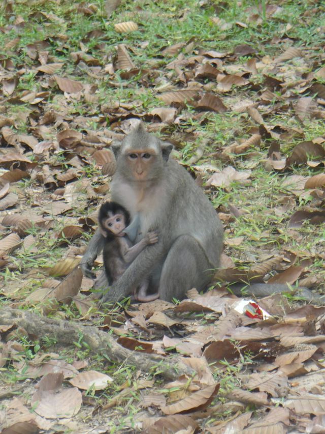 Cute mom and son monkey in Cambodia
