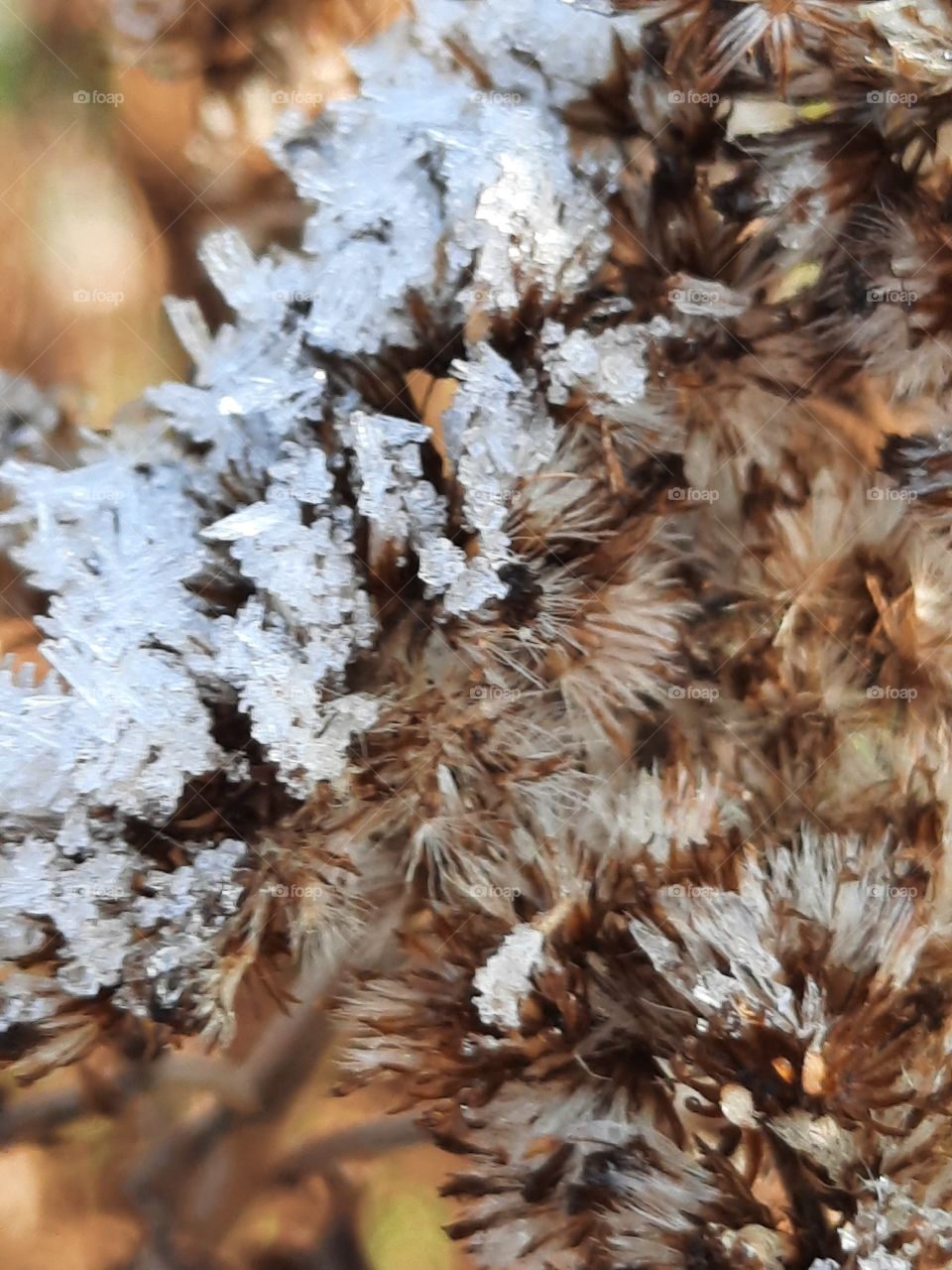 first autumn frost crystals on dry flowers of goldenrod