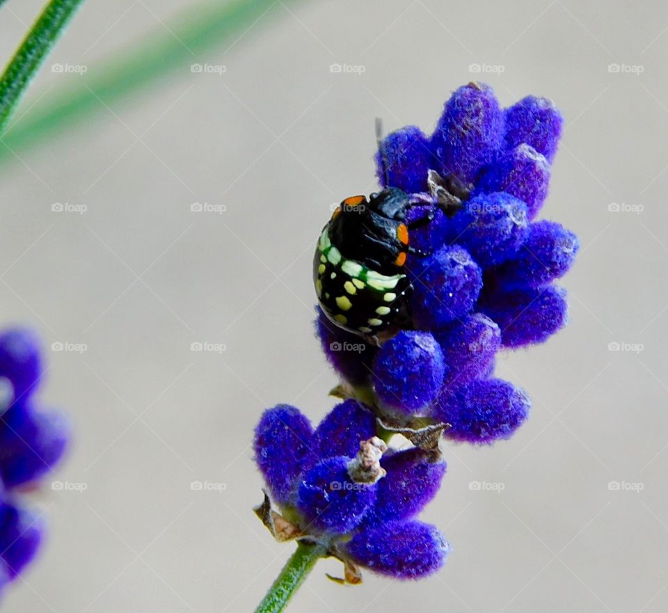 Tiny multicoloured beetle enjoying a rest on some lavender