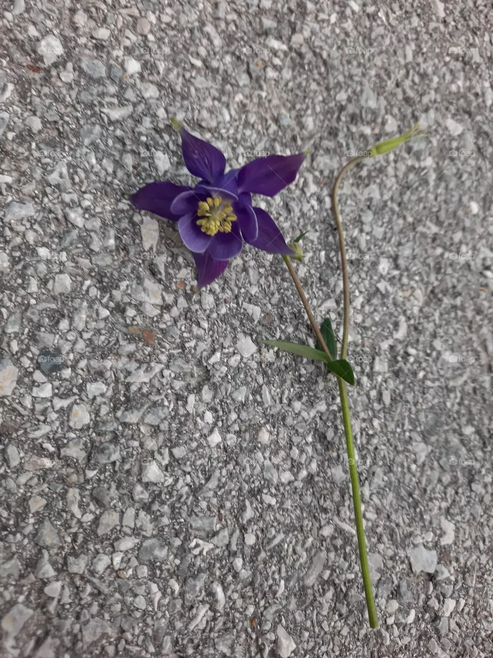 Ein Stern Blume 