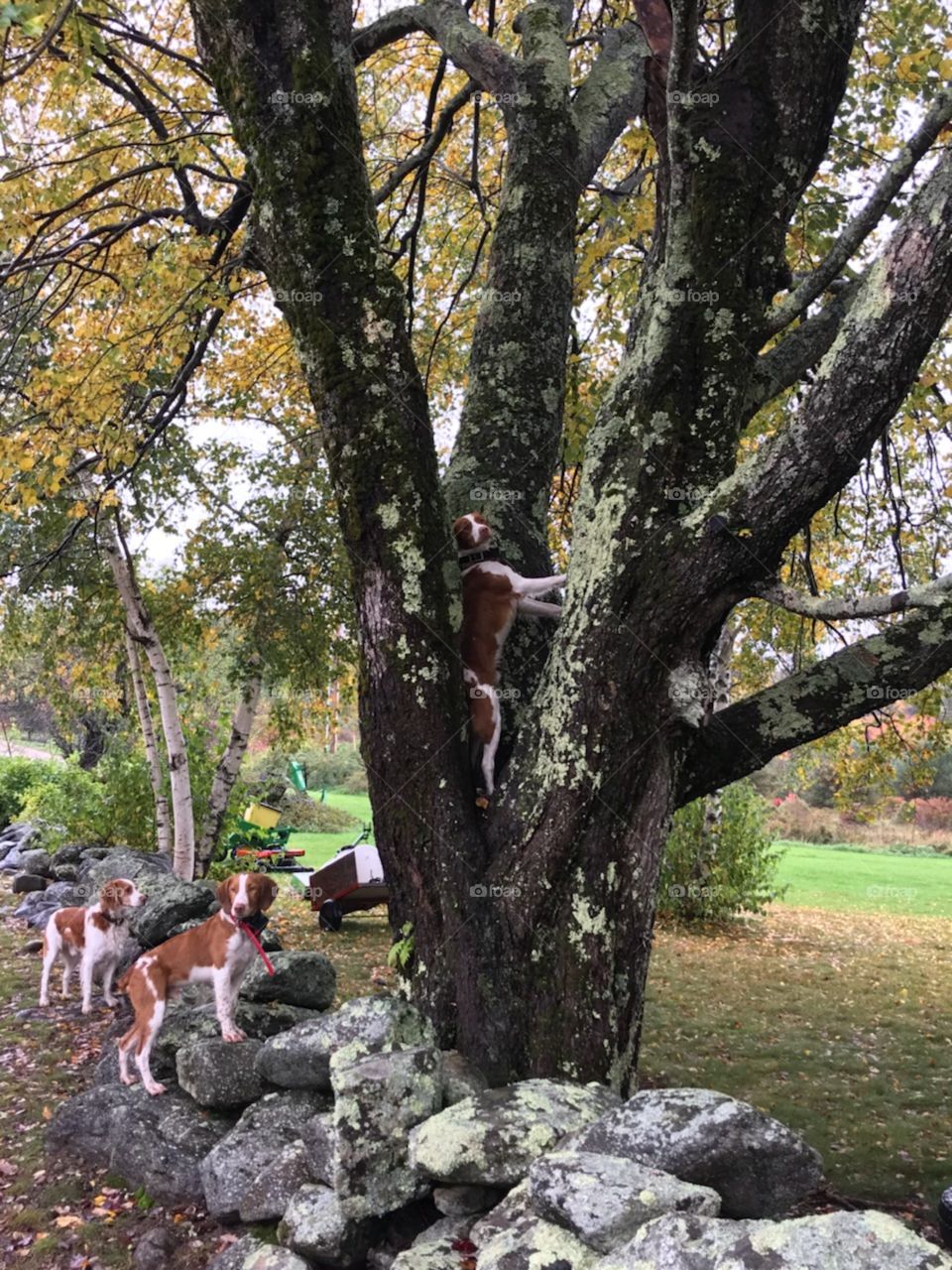 Brittany Dog climbing a tree!
