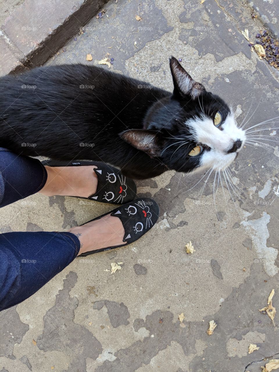 Sketchers Bobs Cattitude Slip-on Shoes
