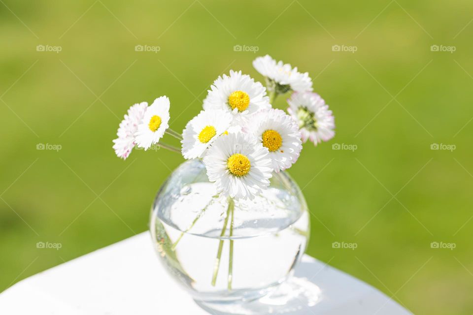 Beautiful daisy flowers in a small glass vase, green grass in the background 