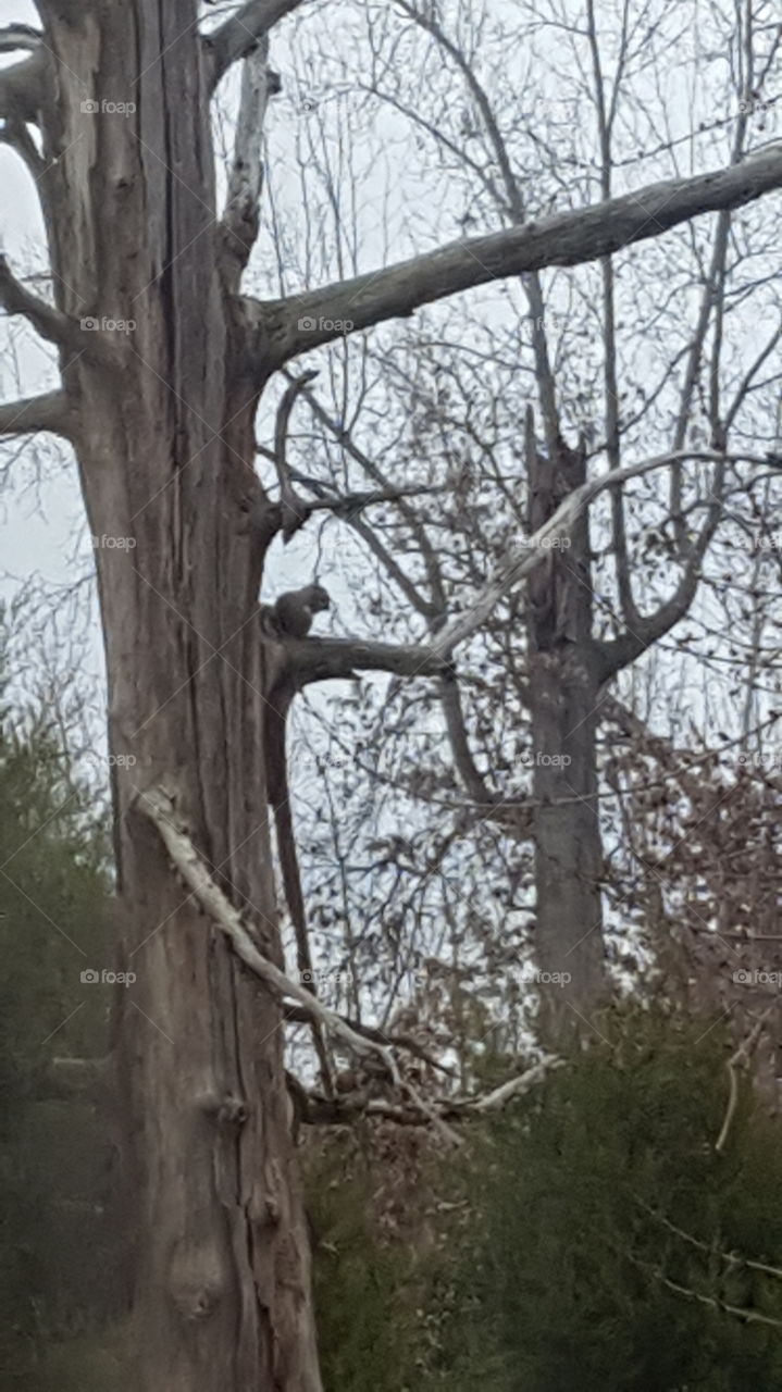 squirrel in a tree