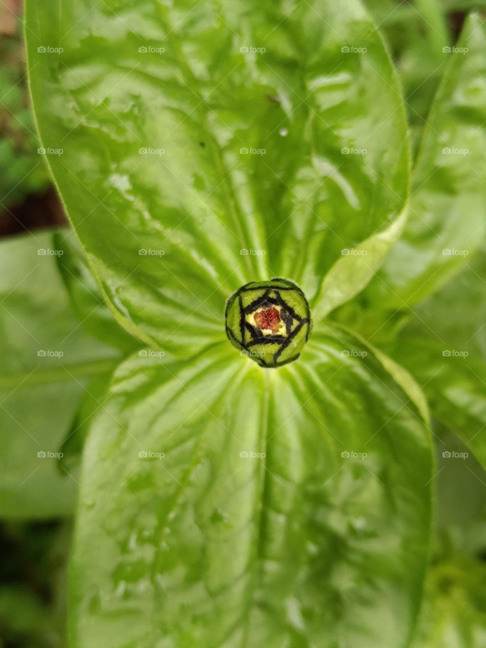 Zinnia elegans Jacquin
