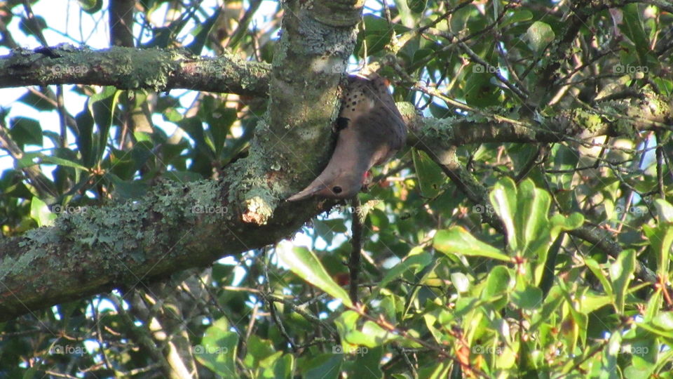 Tree, Nature, Wood, Outdoors, Leaf