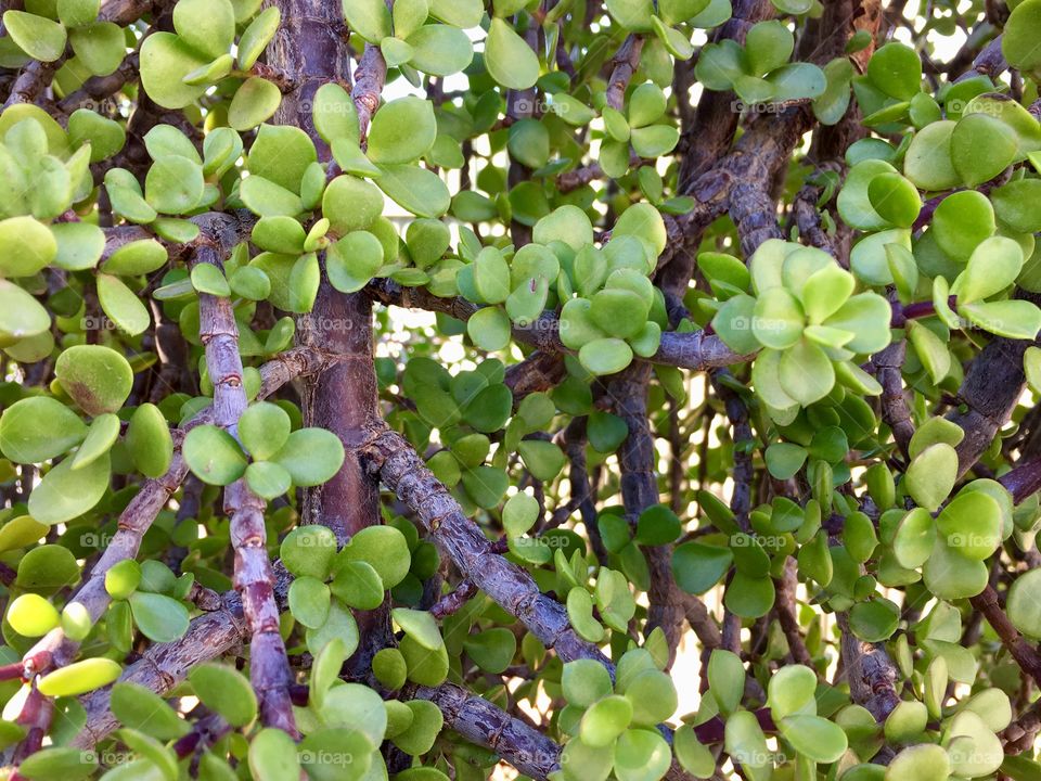 Succulent branches of Jade plant growing outdoors