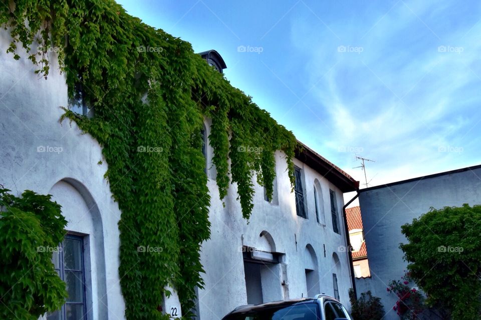 Greenery on the house 