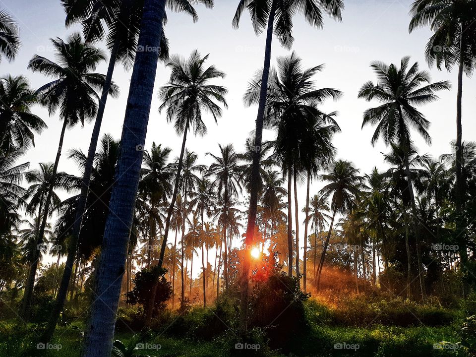 nature Morning sunshine