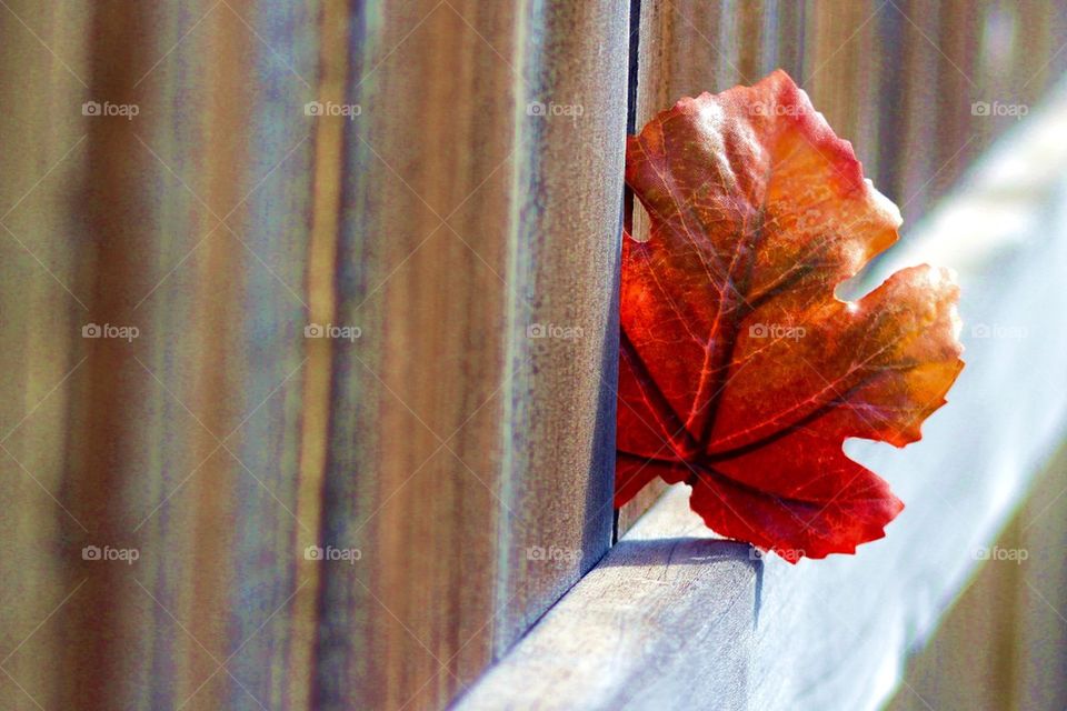 Autumn Leaf