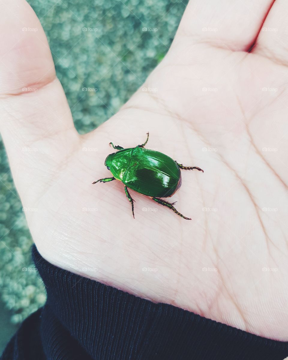 Salaginto - a beetle in the Philippines that's highly popular to children. Its bright and shiny emerald chitin is highly alluring for me not to take a photo of it.