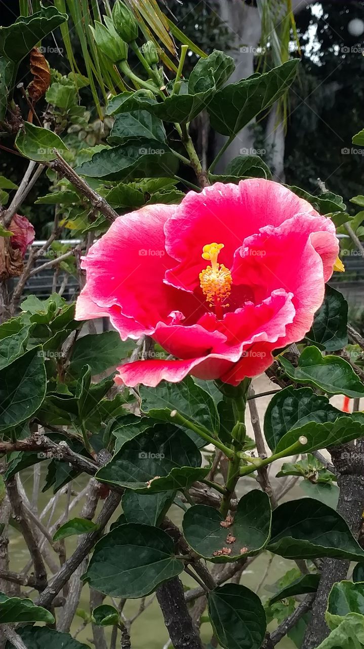 Hot pink hibiscus flower