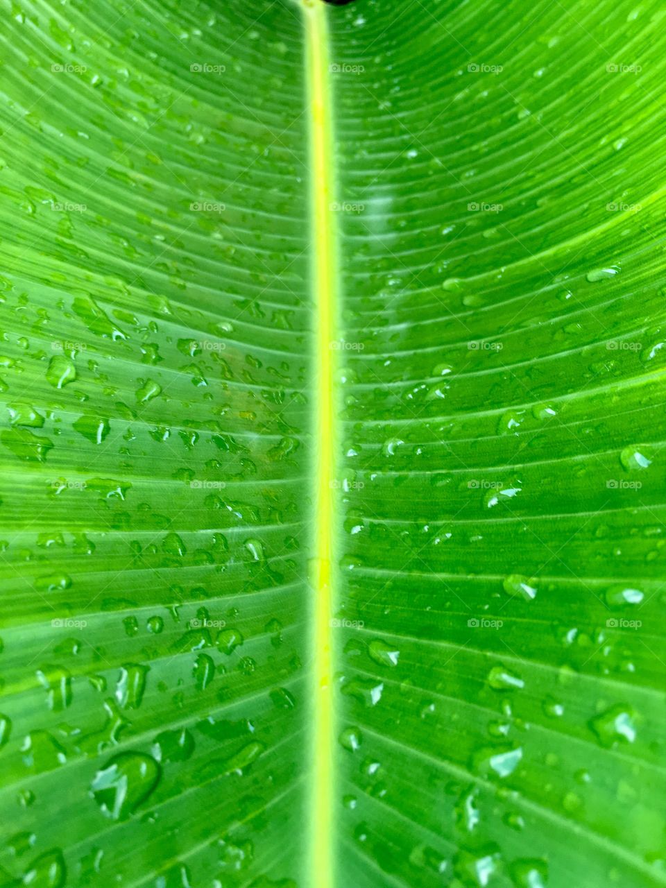 Green Bird of paradise leaf with raindrops