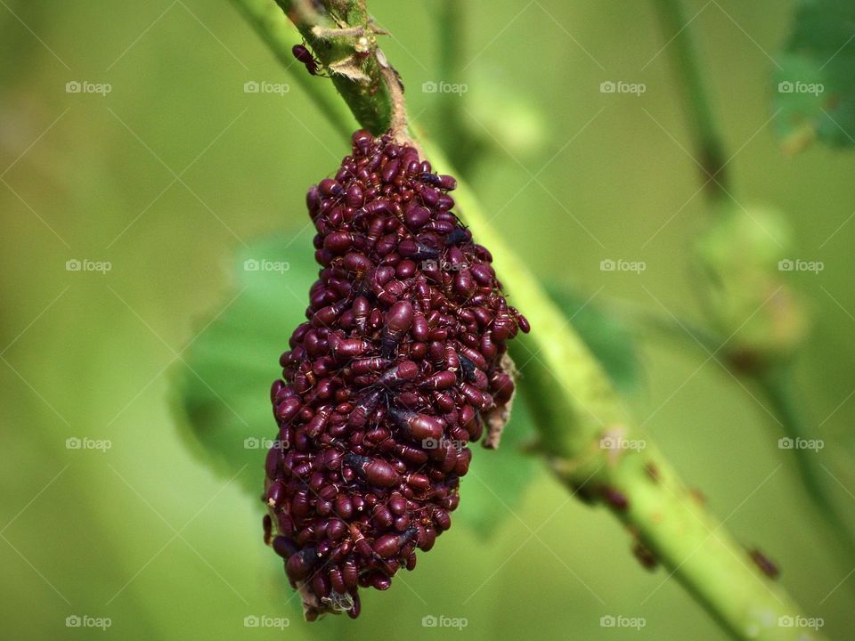 Multiverse red bugs sitting on a plant 