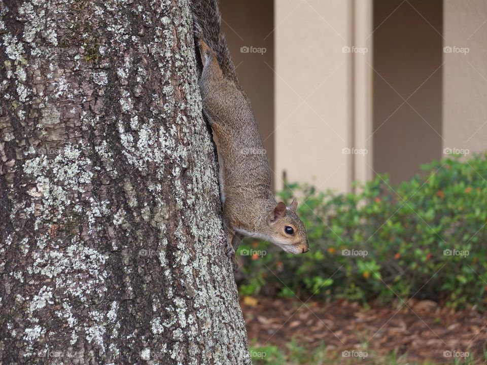 Squirrel