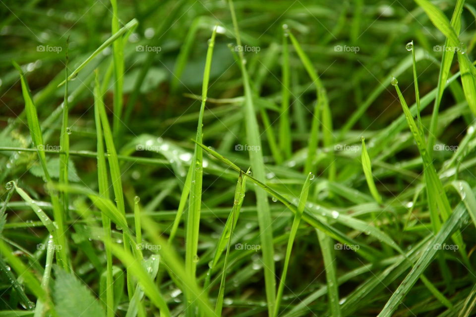 grass with rain drops