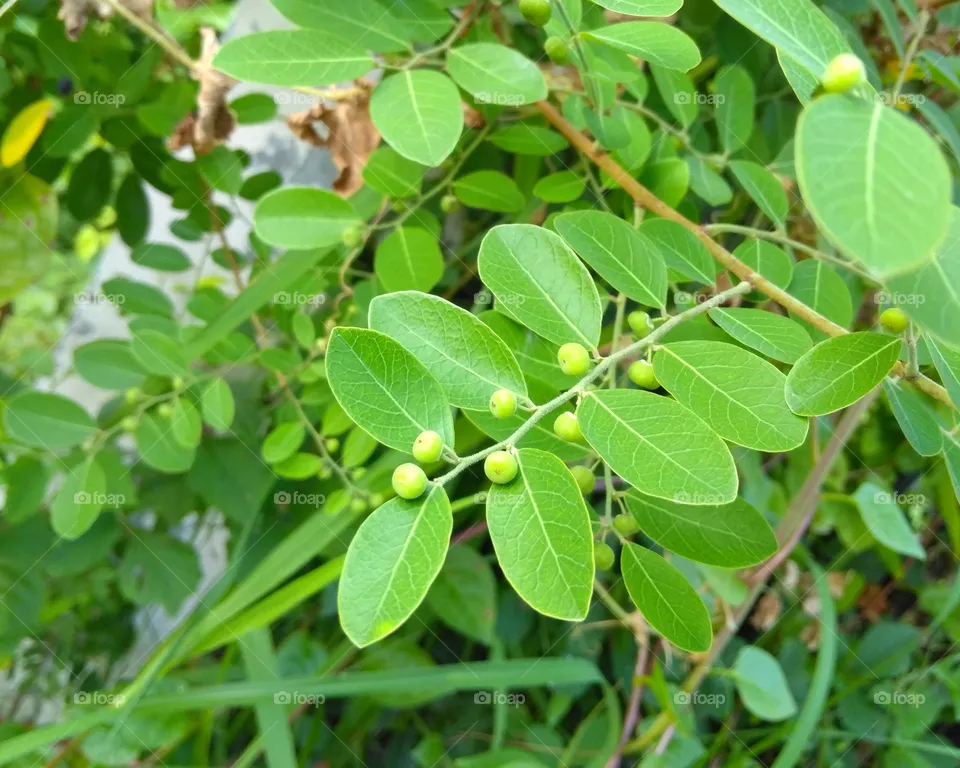 Wild plant fruit on tree