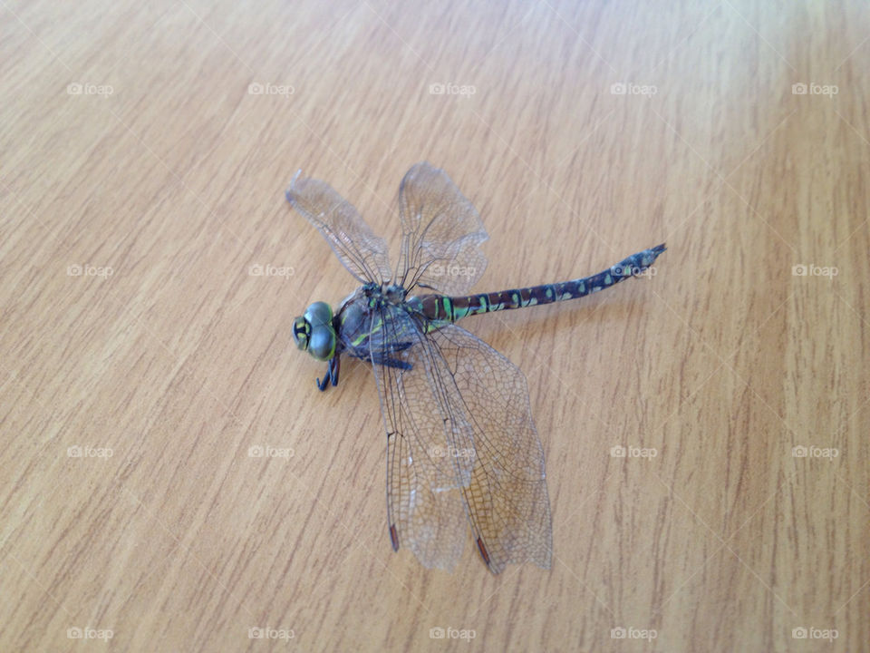 fly dragon iphone 4s by papiandres