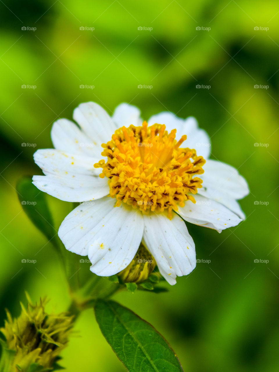 A Little White Flower