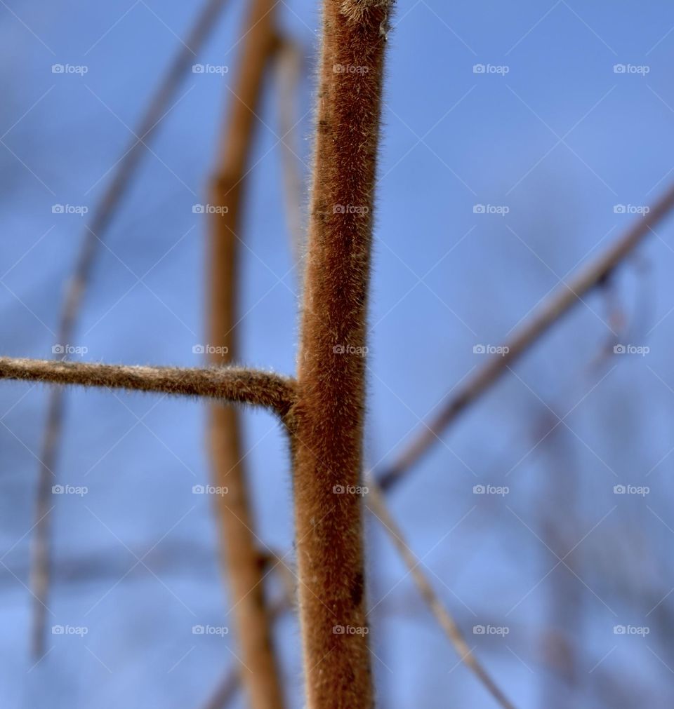 A furry branch standing in the cold air