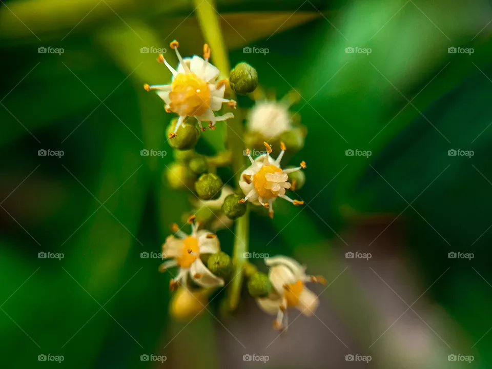 macro Flower