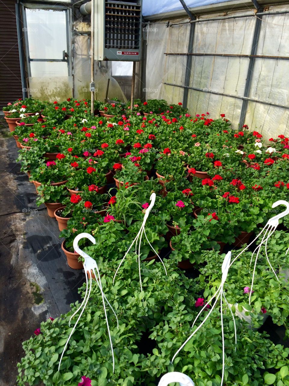 Flower baskets 