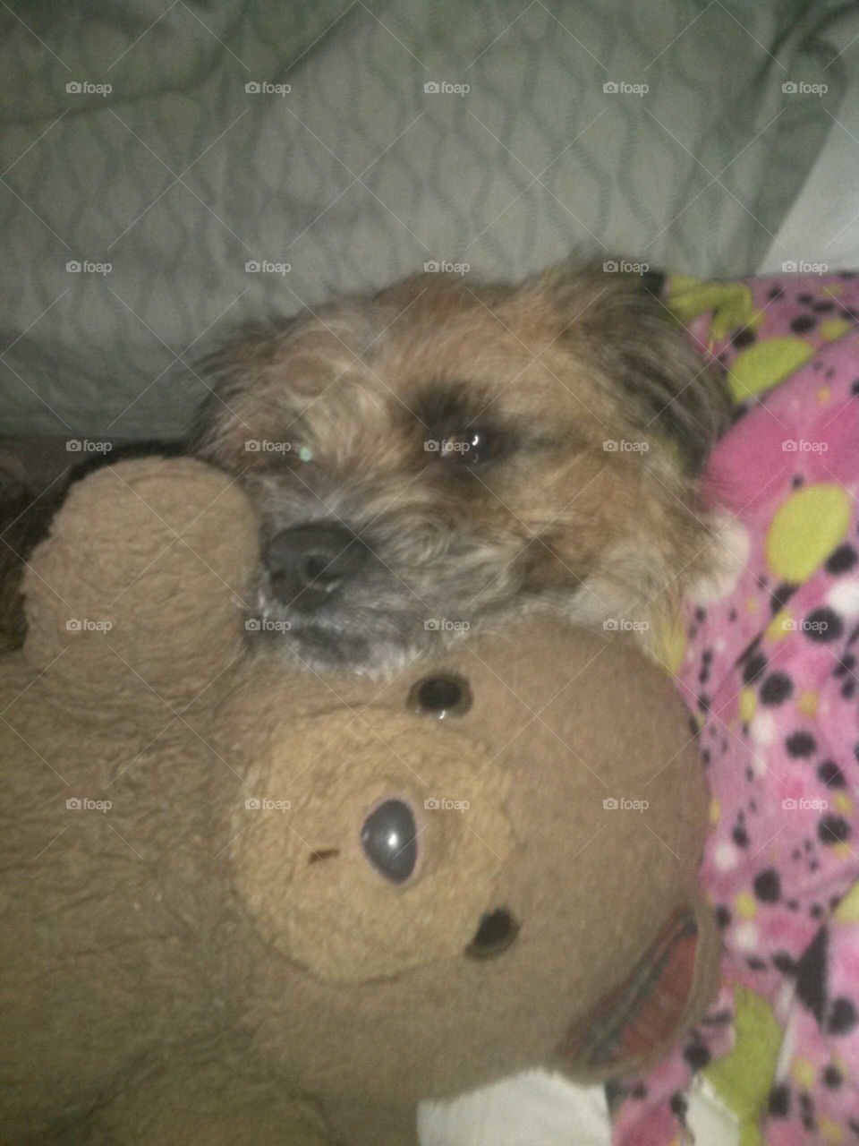 Our often ornery Jack Russell/Beagle mix, Bradley Brown proved that he has just as much of a sweet side when he decided to cuddled up on the couch for a nap with my 32 year old stuffed bear named Bear-Bear.