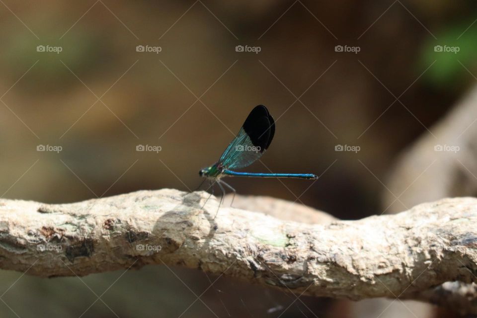 Blue dragonfly 