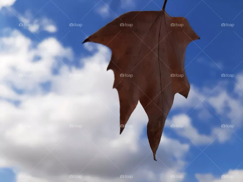 otoño