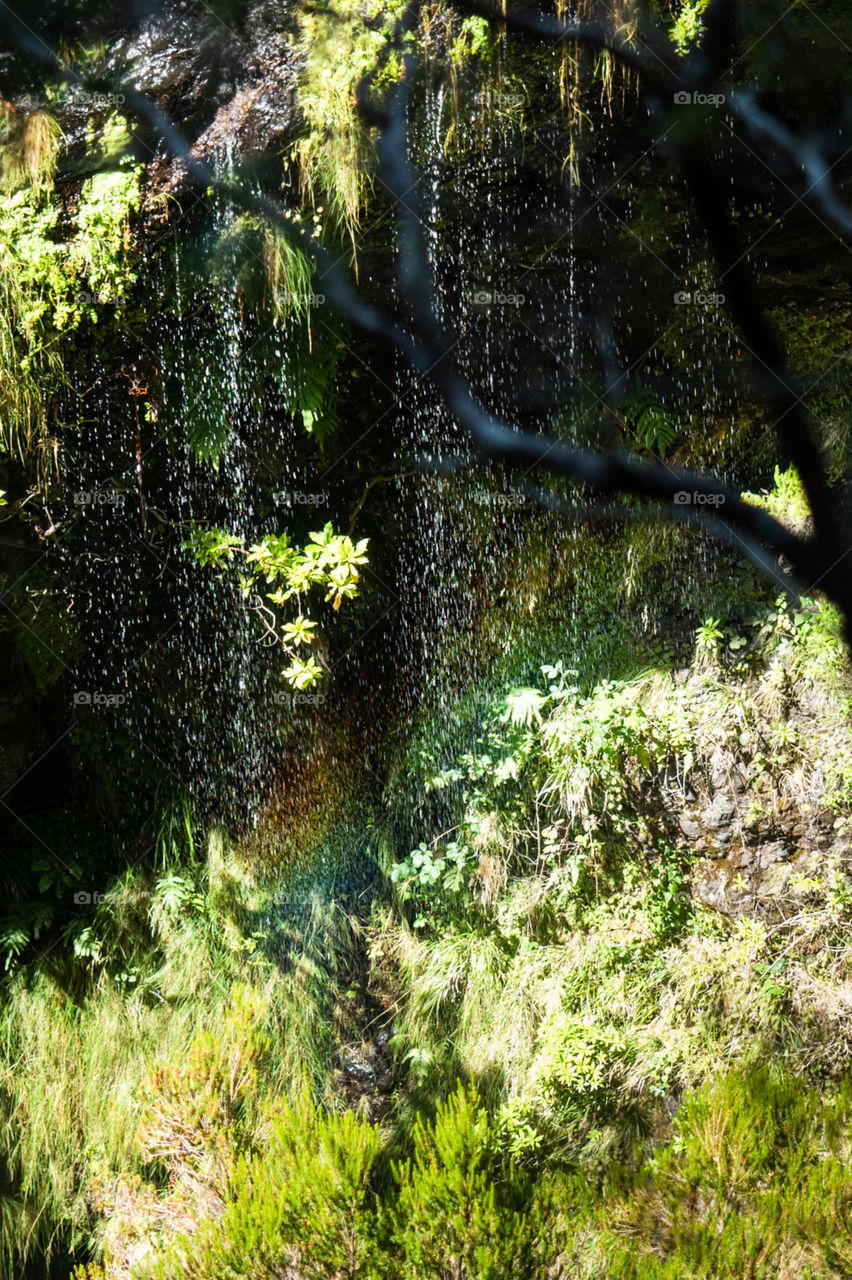 Rainbow in the forest