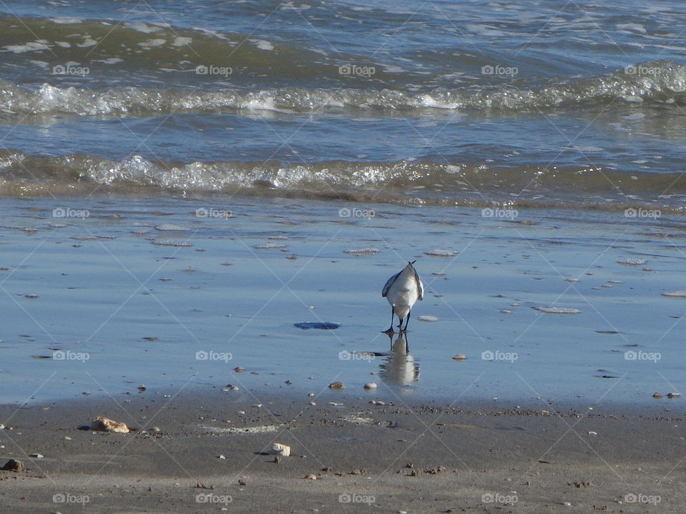Beach Bird