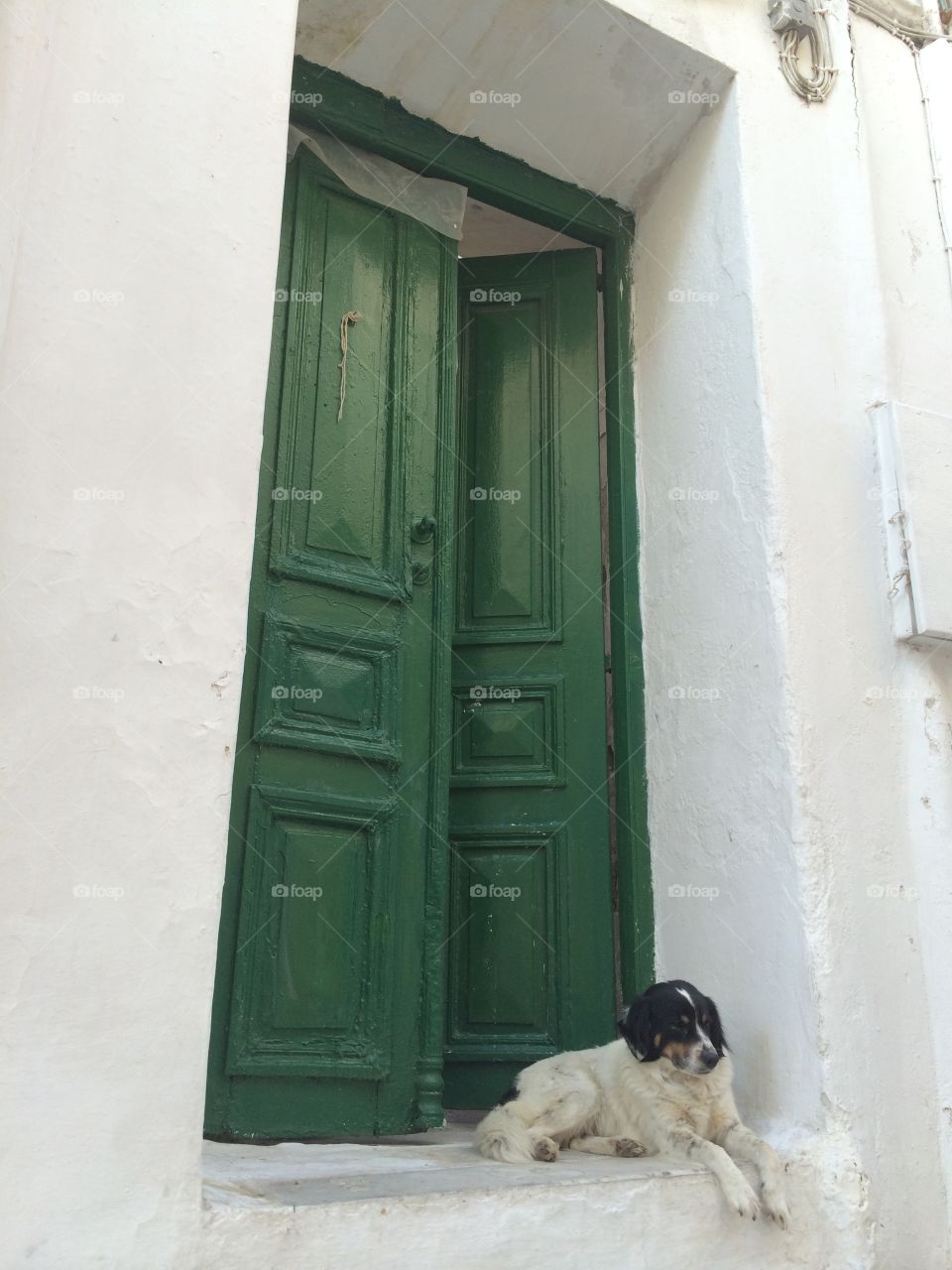 Dog in Mykonos