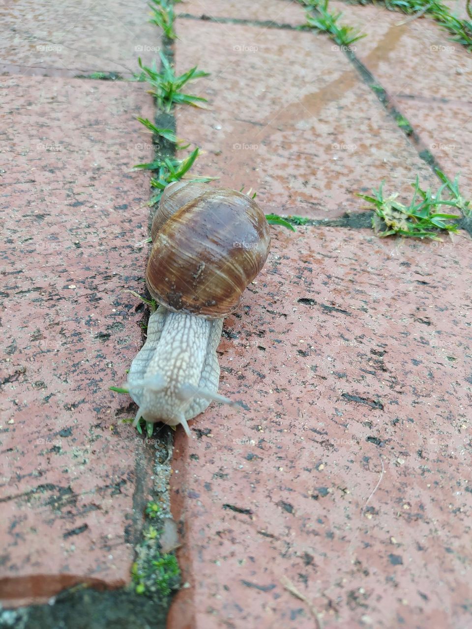 slug / snail