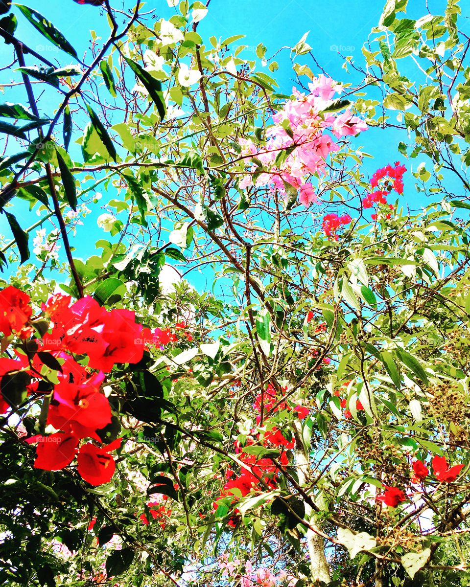 5 minutos de tranquilidade para tirar uma #fotografia das #primaveras com o #céu limpo!
#DESESTRESSANDO EM CLIQUES
📸
#flores #infinito #paisagem