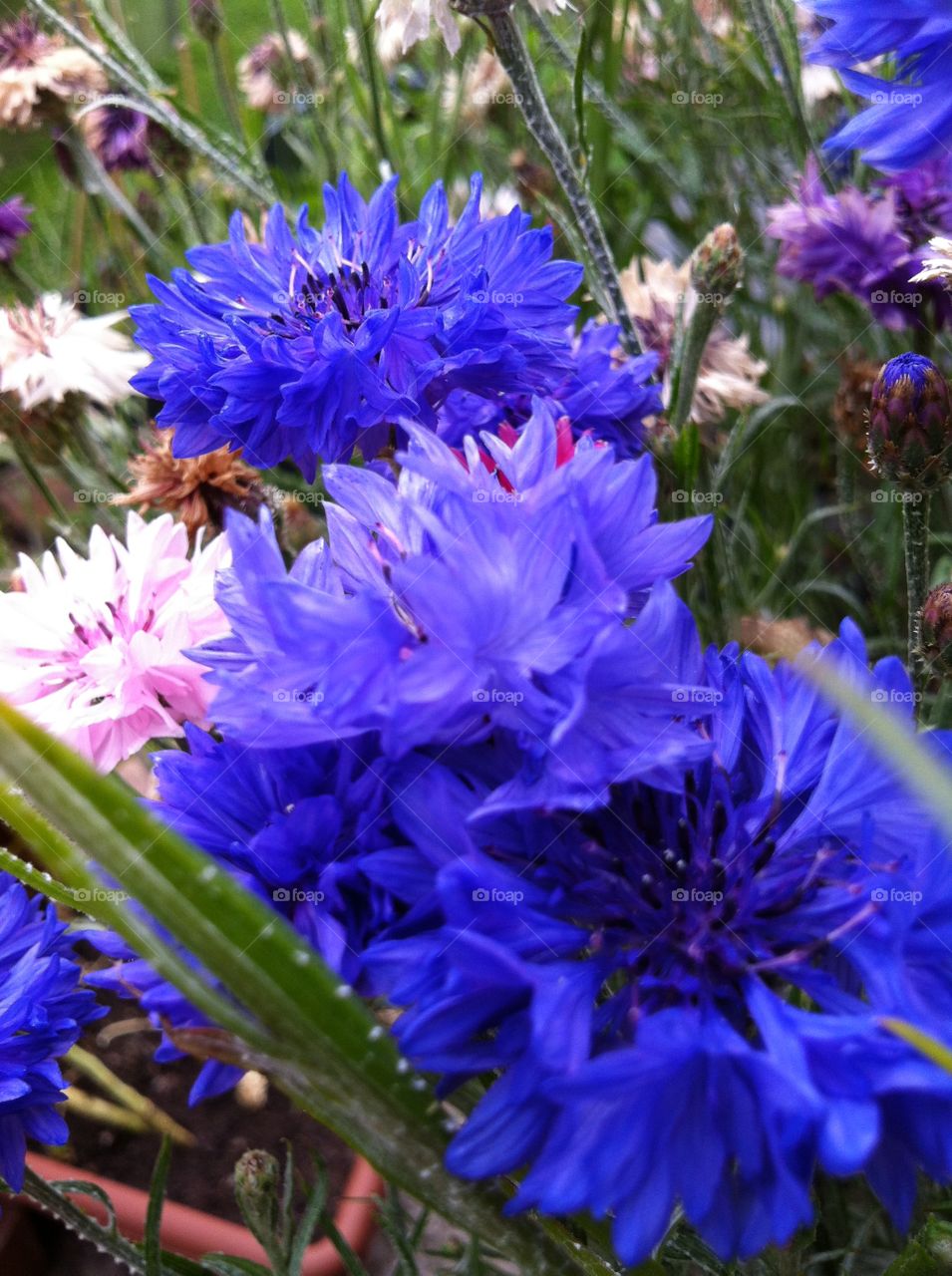 My potted cornflowers. Requires a lot of watering