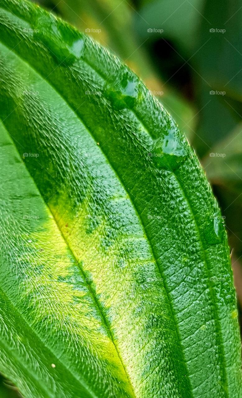leaf with water drops